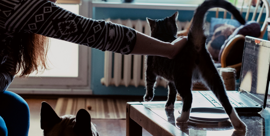 A woman petting a cat on a coffee table while a dog watches